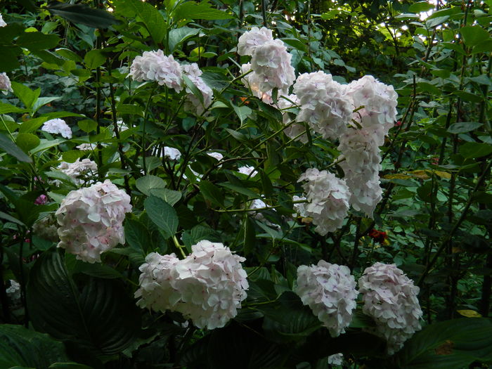 DSCN0948