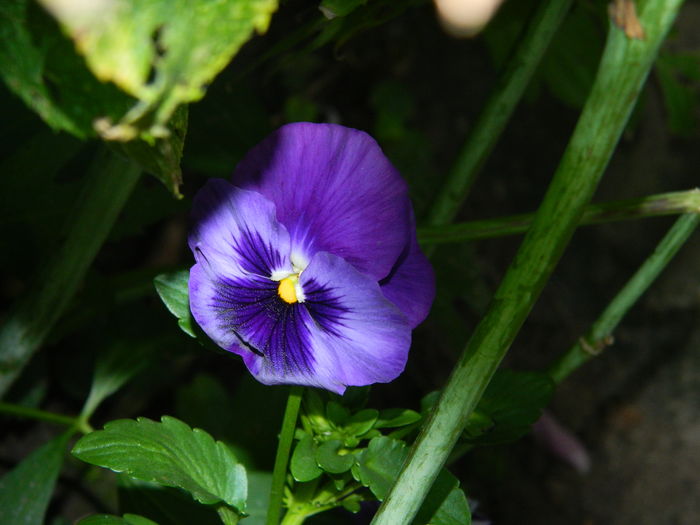 DSCN0952