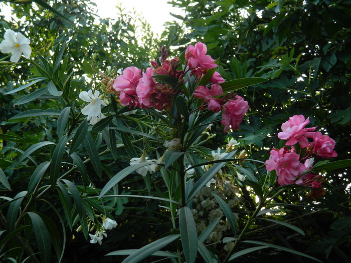 DSCN0958