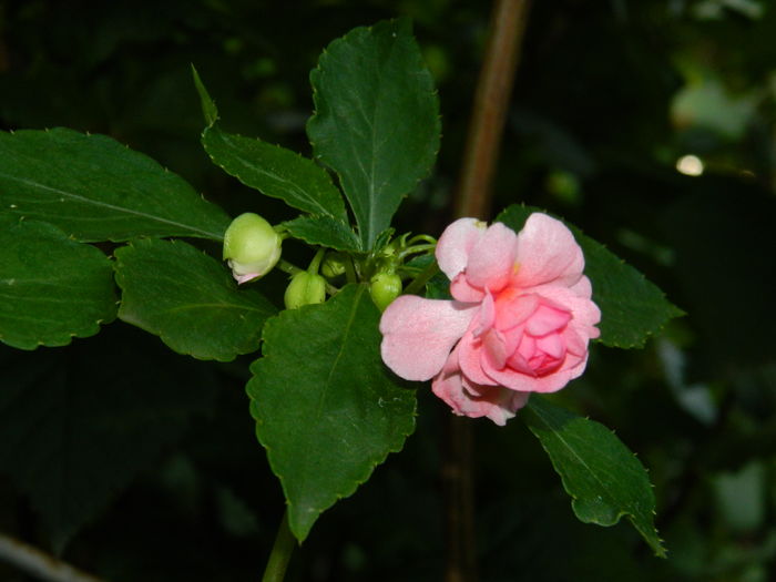 DSCN0972