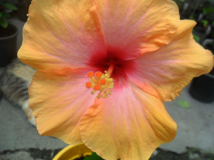 028