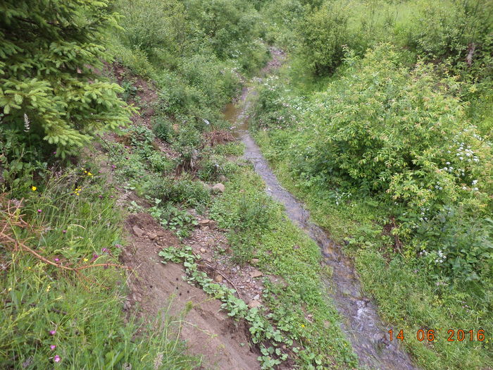 Apa din aluviuni-543 - PLANTE SI FRUNZE DE ARBORI IN HRANA CAPRELOR