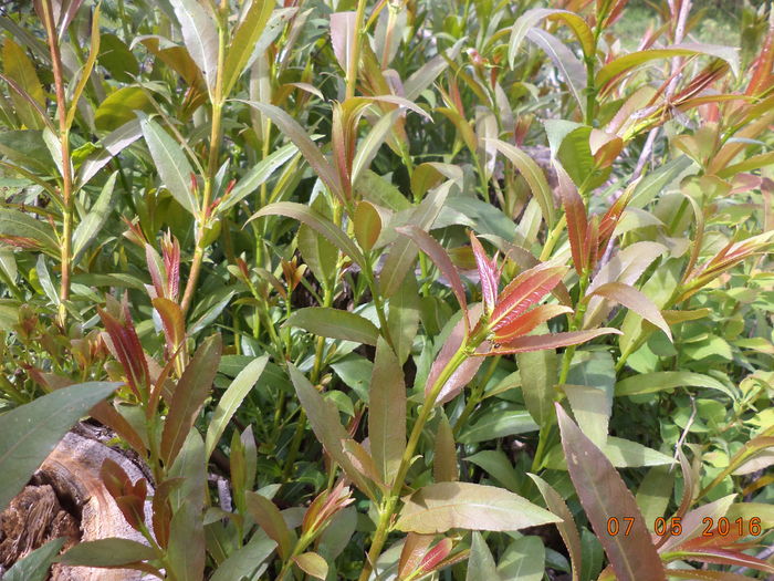 Aspirina Alpinelor-6yu - PLANTE SI FRUNZE DE ARBORI IN HRANA CAPRELOR