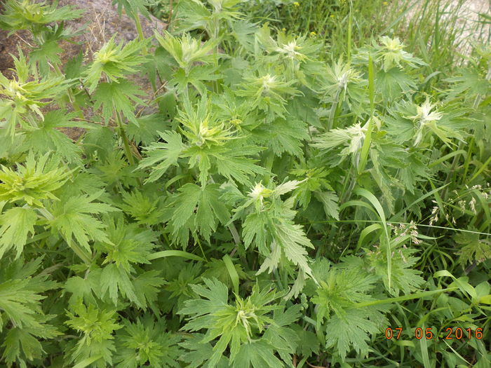 Buna la capre-kh5g - PLANTE SI FRUNZE DE ARBORI IN HRANA CAPRELOR