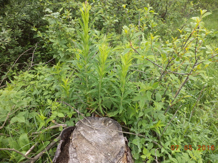 Crusin si Zburatoare-k8f - PLANTE SI FRUNZE DE ARBORI IN HRANA CAPRELOR