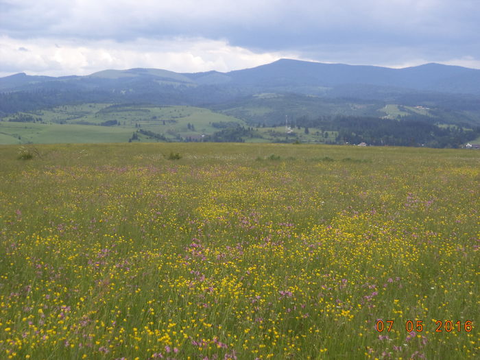 Dealul Vaii si M-tii Gurghiu. Vf Batrana - PLANTE SI FRUNZE DE ARBORI IN HRANA CAPRELOR