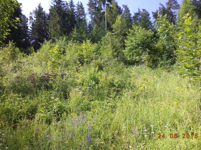 Frunza verde de la munte,,, - PLANTE SI FRUNZE DE ARBORI IN HRANA CAPRELOR