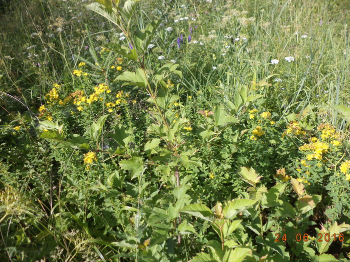 Frunze de Calin - PLANTE SI FRUNZE DE ARBORI IN HRANA CAPRELOR