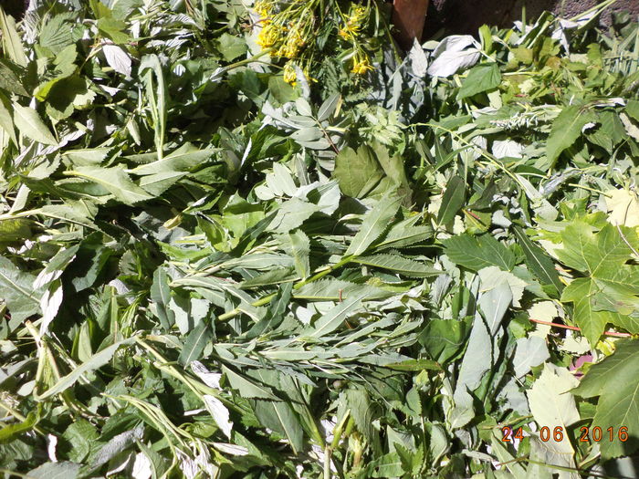 Frunze la Alpine-u78 - PLANTE SI FRUNZE DE ARBORI IN HRANA CAPRELOR