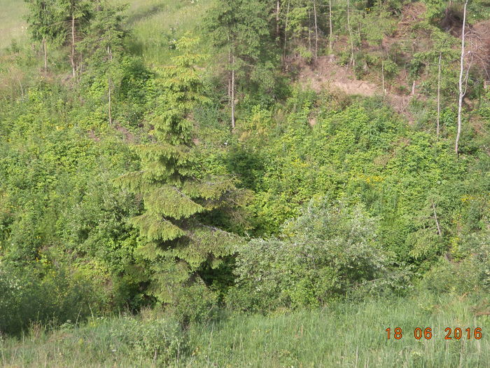 Frunze si cetina de molid - PLANTE SI FRUNZE DE ARBORI IN HRANA CAPRELOR