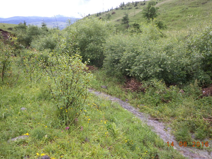 Frunzis bogat de tot felul-64 - PLANTE SI FRUNZE DE ARBORI IN HRANA CAPRELOR