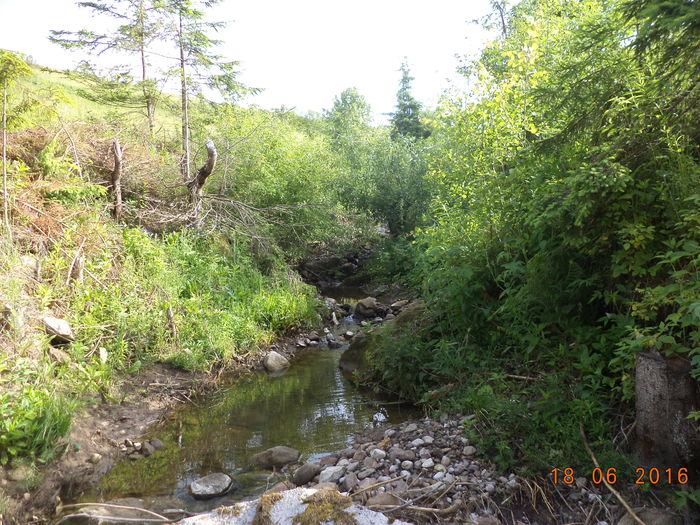 Frunzis la capre-73e - PLANTE SI FRUNZE DE ARBORI IN HRANA CAPRELOR