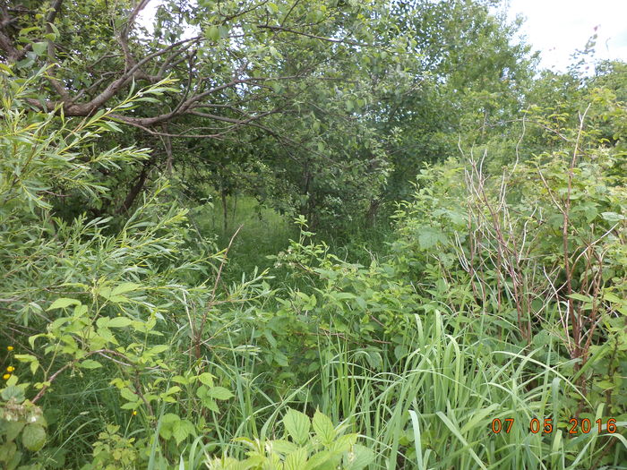 Frunzis la capre-k88 - PLANTE SI FRUNZE DE ARBORI IN HRANA CAPRELOR