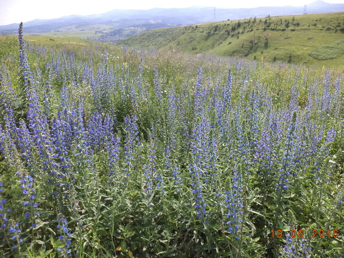 Isop cu gramada - PLANTE SI FRUNZE DE ARBORI IN HRANA CAPRELOR