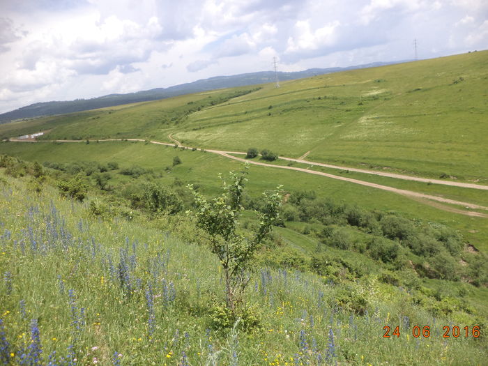 Locul cu frunzaris pentru Alpine-7sx - PLANTE SI FRUNZE DE ARBORI IN HRANA CAPRELOR