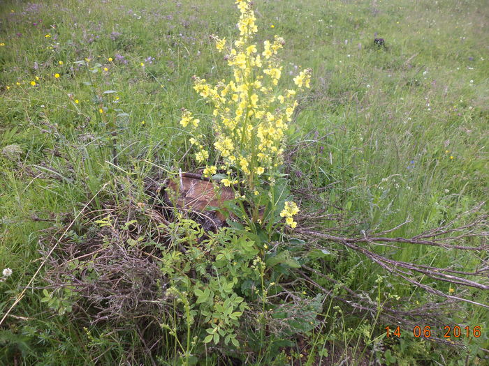 Lumanarica inflorita-54 - PLANTE SI FRUNZE DE ARBORI IN HRANA CAPRELOR