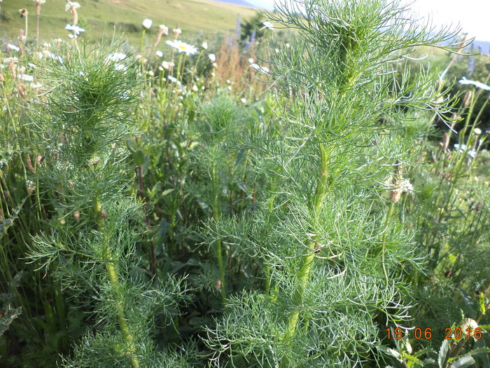 Musetel salbatic bun la capre-y6