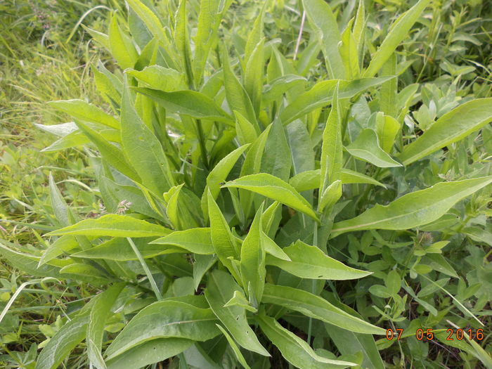 O mananca caprele bine de tot-4 - PLANTE SI FRUNZE DE ARBORI IN HRANA CAPRELOR