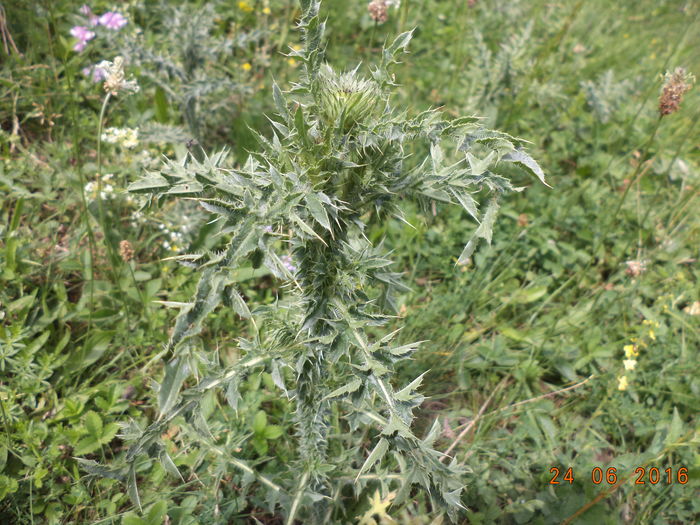 Palamida buna la varice