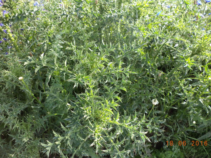 Palamida cea intepatoare-6