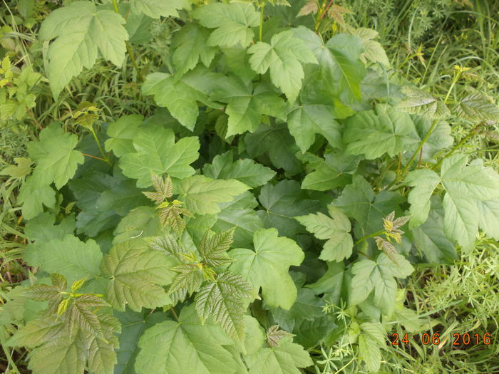 Paltin de munte tanar