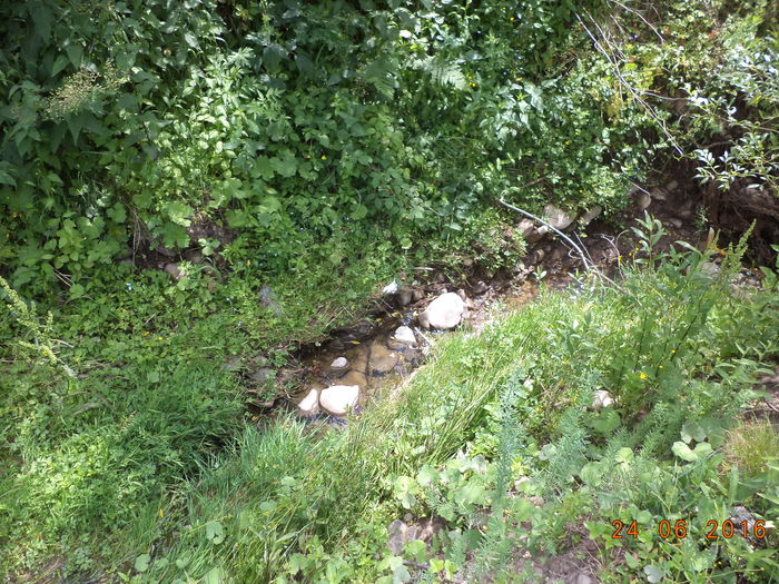 Paraul cu frunzis bun