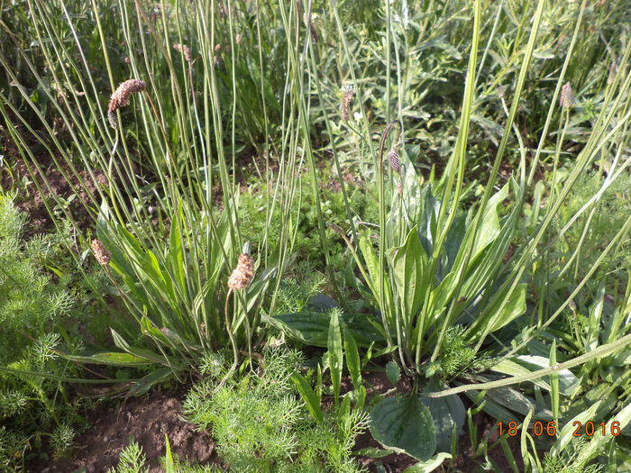 Patlagina buna la rani si infectii