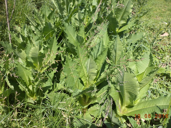 Planta necunoscuta , dar o mananca caprele - PLANTE SI FRUNZE DE ARBORI IN HRANA CAPRELOR