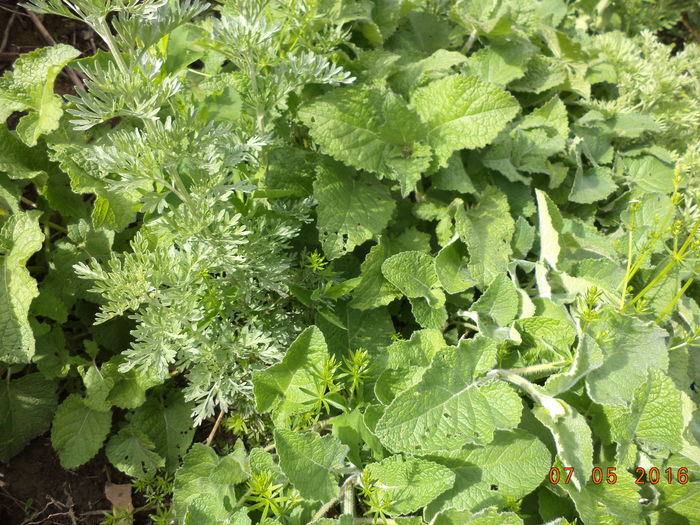 Roinita si Pelinul-6yy - PLANTE SI FRUNZE DE ARBORI IN HRANA CAPRELOR