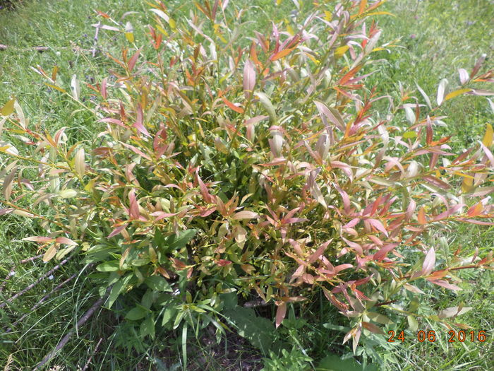 Salcie alba lujeri fragezi-7h - PLANTE SI FRUNZE DE ARBORI IN HRANA CAPRELOR