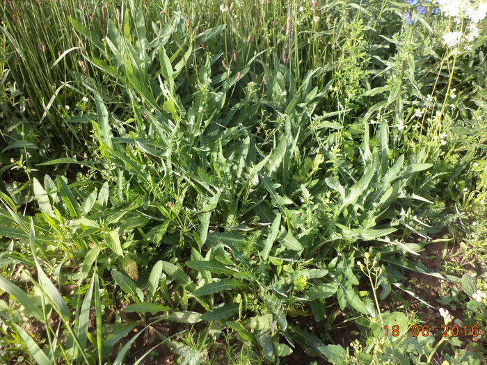 Susaiul adorat de Capre-s7 - PLANTE SI FRUNZE DE ARBORI IN HRANA CAPRELOR