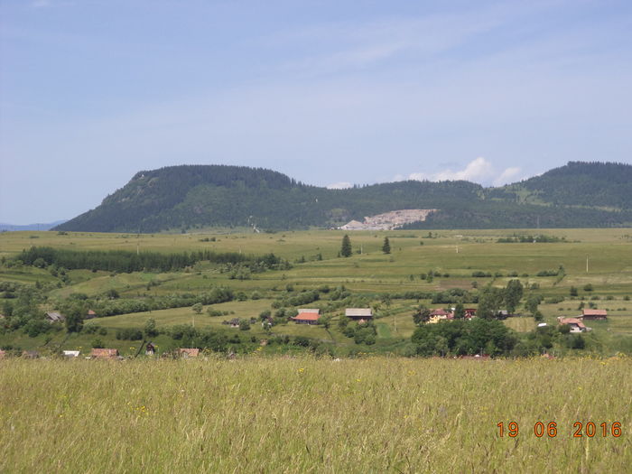 Tarnita si cariera-8u - PLANTE SI FRUNZE DE ARBORI IN HRANA CAPRELOR
