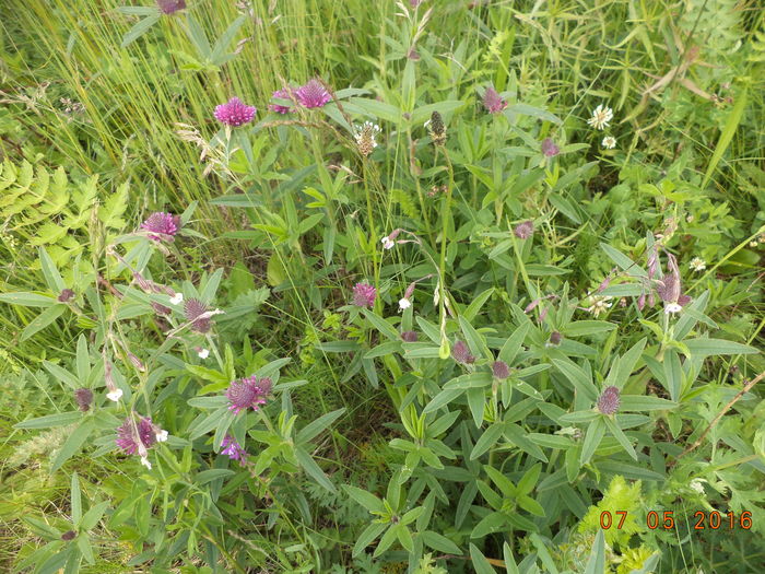 Trifoi rosu salbatic-7j - PLANTE SI FRUNZE DE ARBORI IN HRANA CAPRELOR