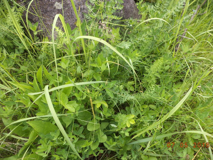 Trifoi salbatic-8z - PLANTE SI FRUNZE DE ARBORI IN HRANA CAPRELOR