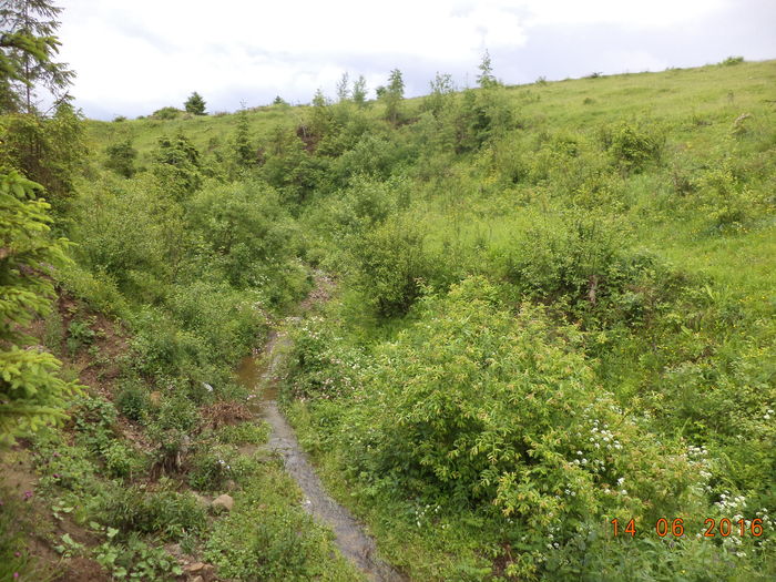 Valea Alpinelor-43 - PLANTE SI FRUNZE DE ARBORI IN HRANA CAPRELOR