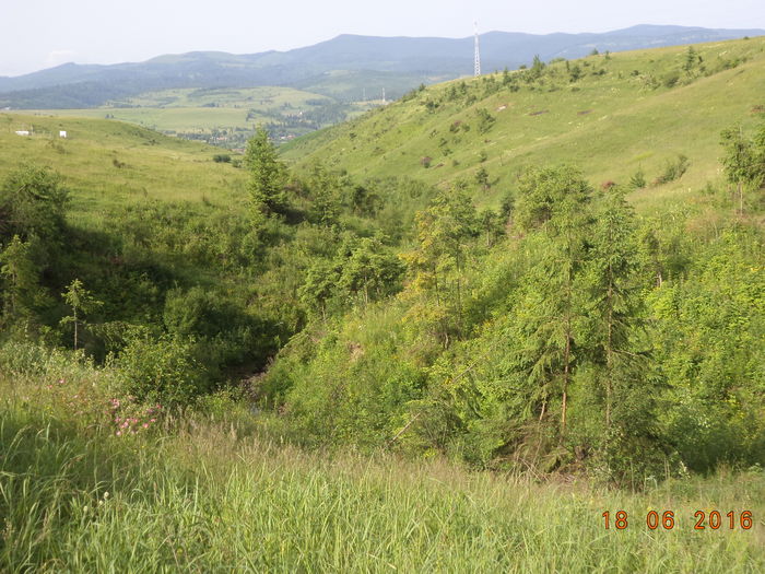 Valea mea cu frunzis bogat-57 - PLANTE SI FRUNZE DE ARBORI IN HRANA CAPRELOR