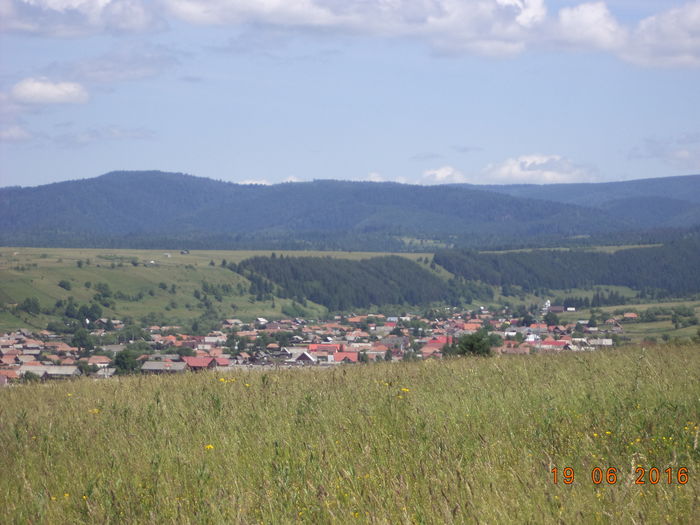 Valea Toplitei spre Borsec-93 - PLANTE SI FRUNZE DE ARBORI IN HRANA CAPRELOR
