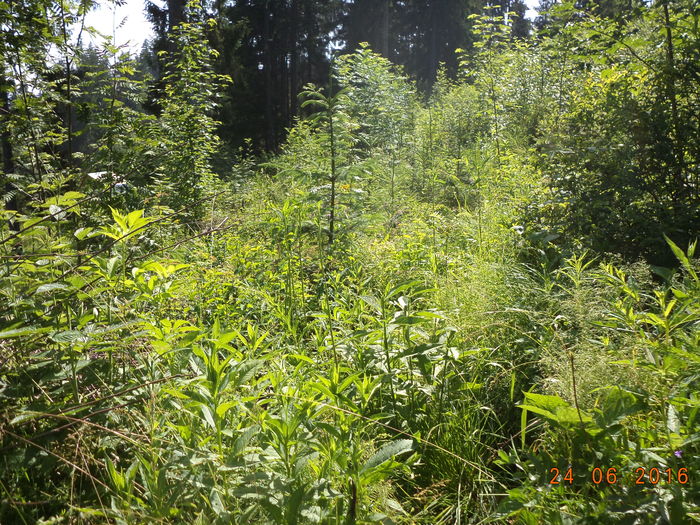 Verdeata din belsug-8p - PLANTE SI FRUNZE DE ARBORI IN HRANA CAPRELOR