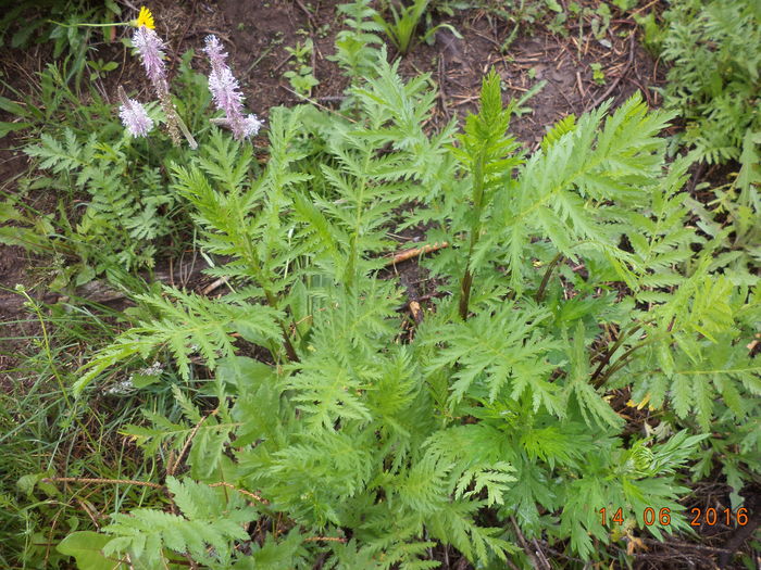 Vetrice si Patlagina inflorita-5 - PLANTE SI FRUNZE DE ARBORI IN HRANA CAPRELOR