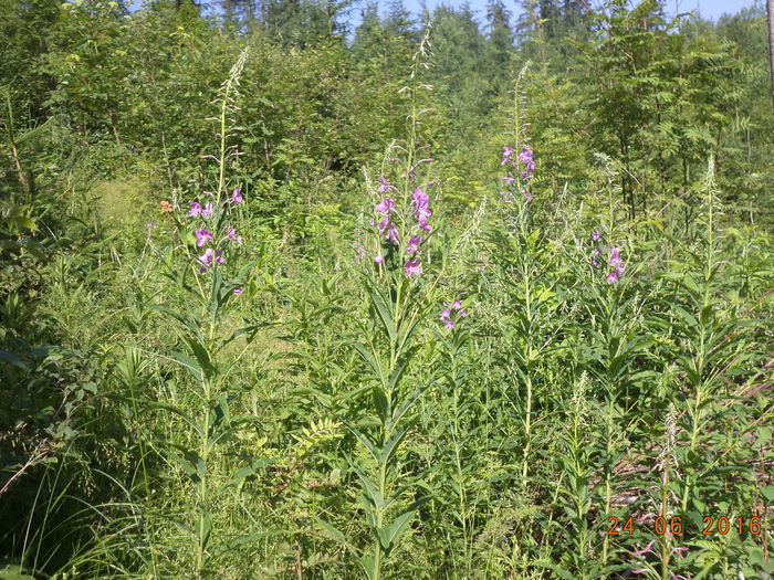 Zburatoare proaspata-5 - PLANTE SI FRUNZE DE ARBORI IN HRANA CAPRELOR