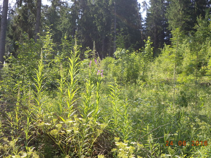 Zburatoare si Plop Tremurator-76 - PLANTE SI FRUNZE DE ARBORI IN HRANA CAPRELOR