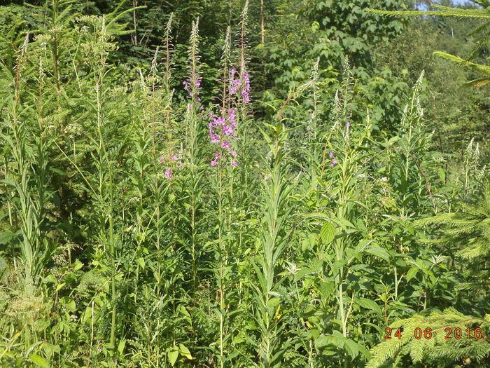 Zmeurus si Zburatoare crude - PLANTE SI FRUNZE DE ARBORI IN HRANA CAPRELOR