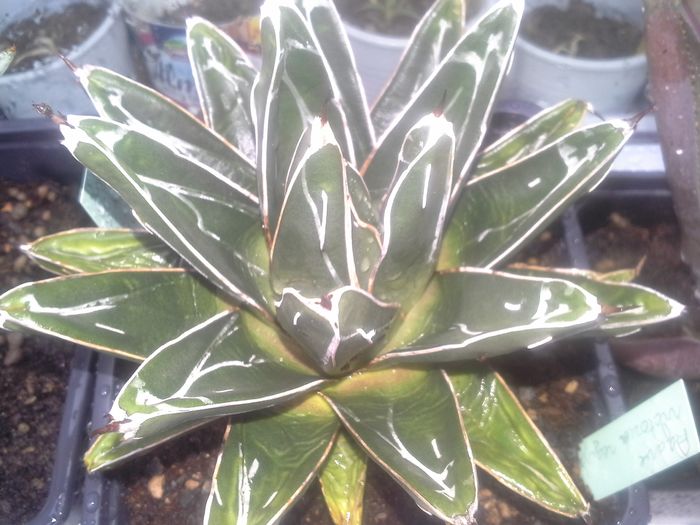 agave victorie regine
