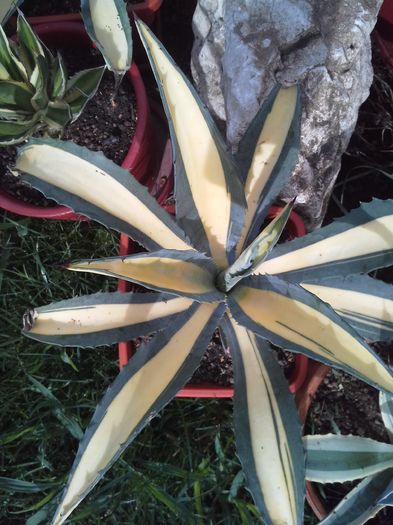 agave americana mediopicta aurea - agave colectie proprie