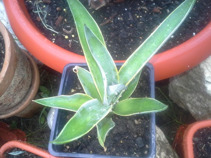 desmetiana variegata