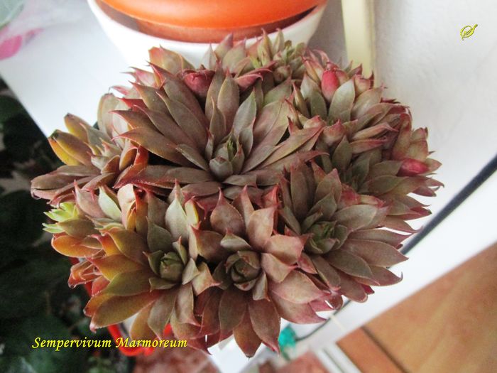 Sempervivum Marmoreum(24-06-2016) - Flori 2016