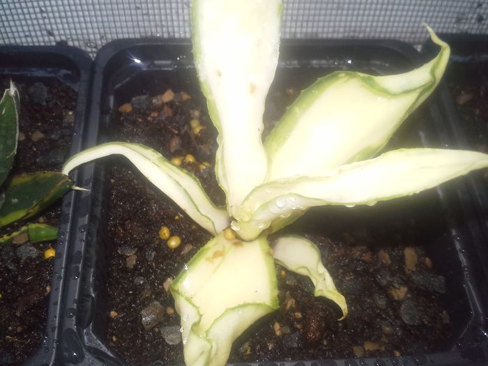 desmetiana joe hoak