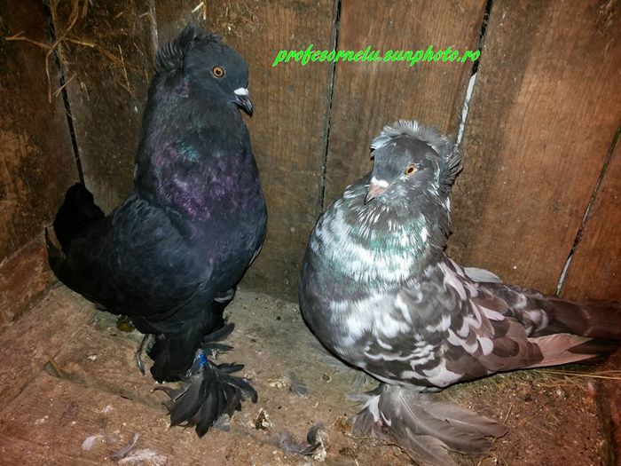 vânduți lui Dornescu Leonard(NT)