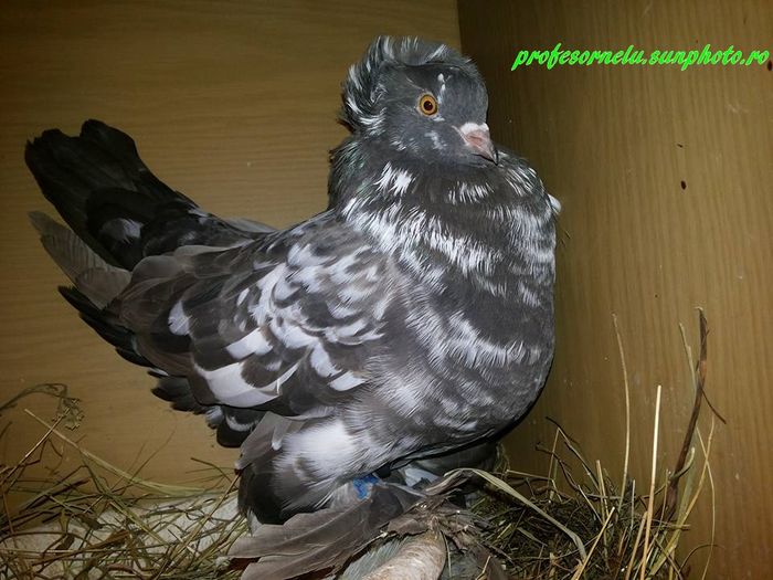 vândută lui Dornescu Leonard(NT)