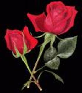 trandafiri rosi - poze cu flori